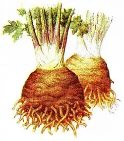 Knollensellerie (auch das Kraut kann verwendet werden)