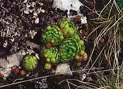 Sempervivum globife­rum subsp. globiferum, Lochenstein, Deutschland