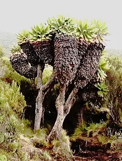 Korbblütler: Dendrosenecio kilimanjari