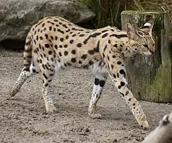 Serval (Leptailurus serval)
