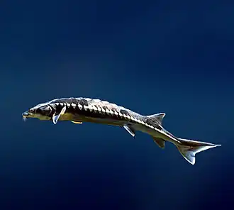 Glattdick (Huso nudiventris)