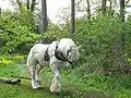 Shire Horse bei der Forstarbeit