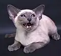 Siamkatze Blue Point