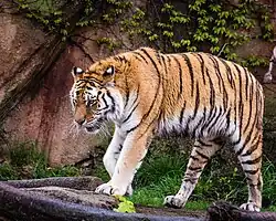 Sibirischer Tiger