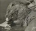 Fischotter, um 1938