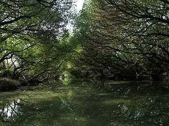 Mangrovenwald von Sicao („Grüner Tunnel“)