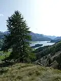 Sicht auf den Silsersee auf dem Zugang Über den Südhang.