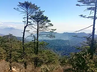 Berge im Nationalpark mit der in den höheren Lagen weit verbreiteten Tannenart Abies densa
