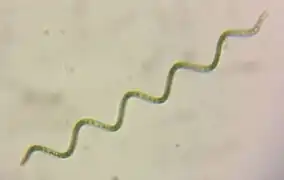 Arthrospira platensis