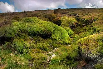 Der Nordhang des Hawthornwaite Fell