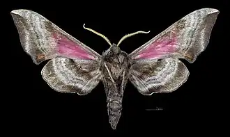 Smerinthus ocellata ♀ △