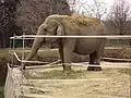 Asiatischer Elefant