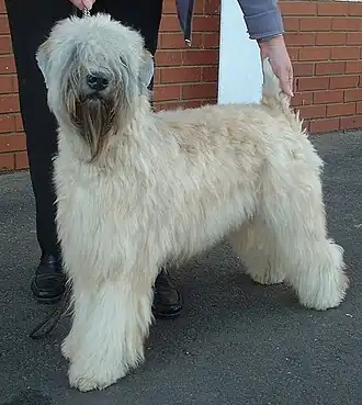 Irish Soft Coated Wheaten Terrier
