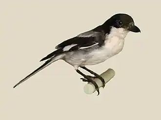 Somaliwürger (Lanius somalicus)