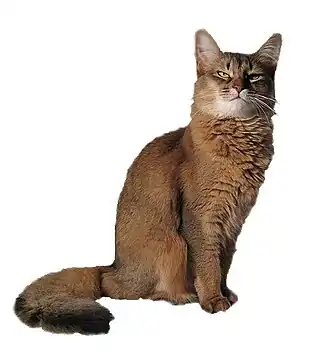 Somali-Katze