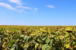 Sonnenblumenfelder am Ortsrand