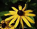 Rudbeckia fulgida ‘Goldsturm’