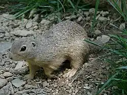 Europäischer Ziesel