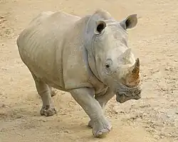 Breitmaulnashorn