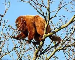 Brauner Brüllaffe (Alouatta guariba)