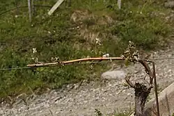 Vom Spätfrost geschädigter Jungtrieb auf einem Strecker.