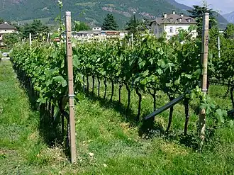 Raumkultur – Spaliererziehung in Südtirol.