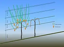 Schematische Darstellung einer Spaliererziehung mit Pendelbogenschnitt