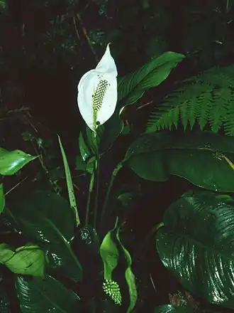 Spathiphyllum montanum
