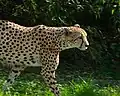 Gepard (Acinonyx jubatus)