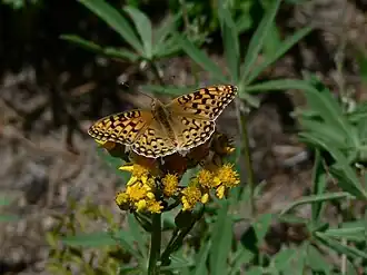 Speyeria zerene in der William O. Douglas Wilderness
