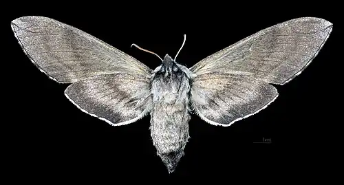 Sphinx gordius weiblich Ventralansicht