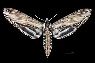 Weiblich Dorsalansicht