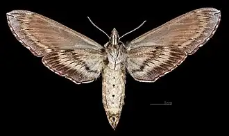 Weiblich △ Ventralansicht