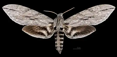 Sphinx leucophaeata ♀