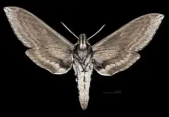 Sphinx perelegans ♀ △