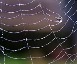 Spinnenfäden folgen ungefähr der Kettenlinie, hier durch Tautropfen betont