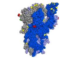 Spike-Protein mit hervorgehobenen Mutationen, Blick von der Seite auf die rezeptorbindende Domäne (RBD)