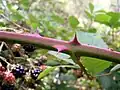 Stacheln der Brombeere (Rubus fruticosus)