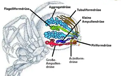 Seiden­drüsen der Web­spinnen[32]