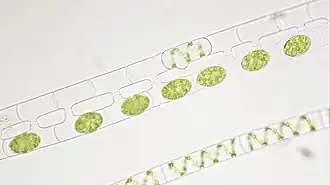 Konjugation bei der Spirogyra