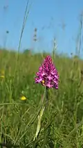 Pyramidenorchis (Anacamptis pyramidalis)