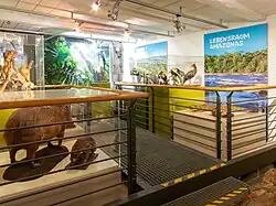 Ausstellung Lebensraum Amazonas
