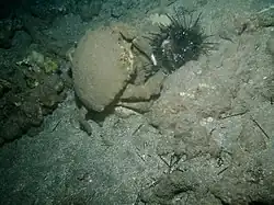 Dromidiopsis dormia beim Verzehr eines Seeigels