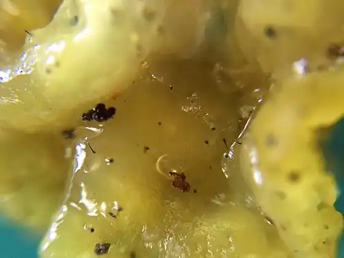 Sporothrix epigloea in Japan