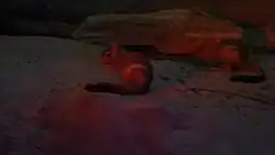 Springhase im Nachttierbereich