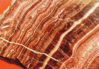 Gebänderter krustiger Sinterkalk (Karlsbader Sprudelstein)