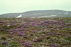 Tundra auf St. Matthew mit der Purpur-Spitzkiele (Oxytropis nigrescens)