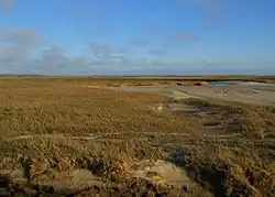 Sandsalzwiese vor Sankt Peter-Ording