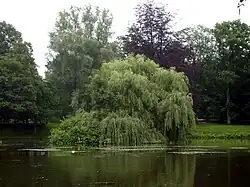 Stadtparkteich mit Trauerweide auf der Insel