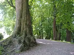 Bäume bis zu 150 Jahre alt